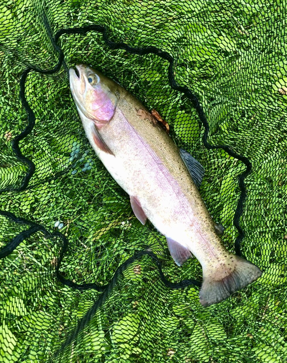 Penshurst Park Trout Fishery Membership Penshurst Park Trout Fishery